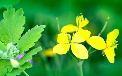 Celandine erabiltzea berogailuak kentzeko
