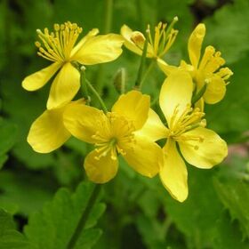 zelandina papilomaren aurka