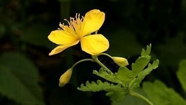 Garunak kentzea Celandine-rekin